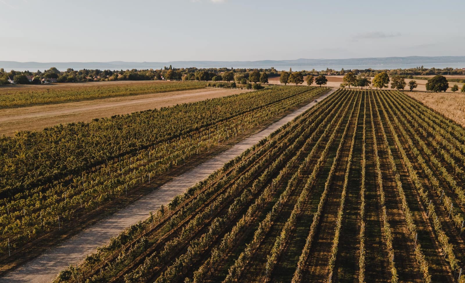 Szőlősorok a Balaton fölött